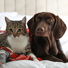 cat and dog laying together